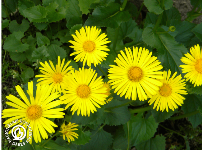 Doronicum orientale